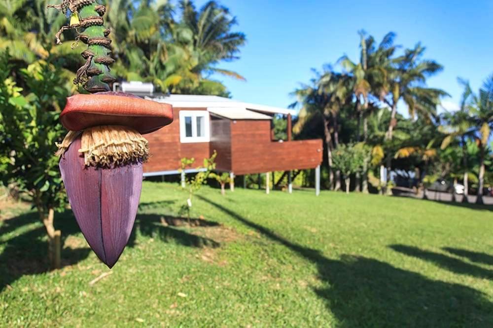 L'Escapade Creole Jacuzzi Privatif Bungalow Ananas Saint-Joseph Extérieur photo